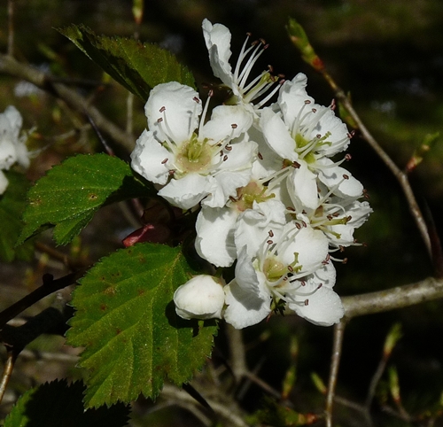 {Crataegus aemula}